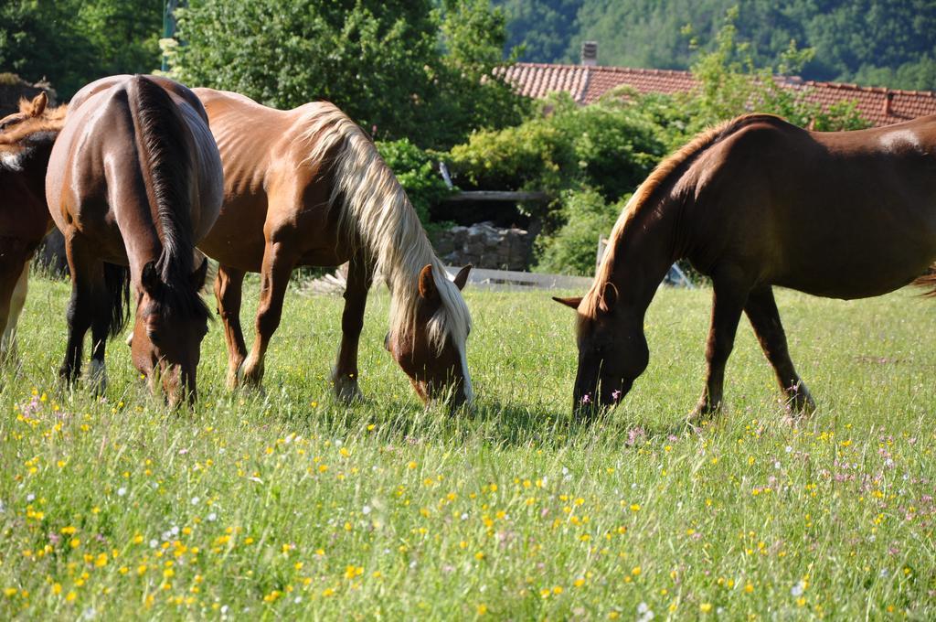 Agriturismo B&B Luna Di Quarazzana In Fivizzano Tuscany ภายนอก รูปภาพ